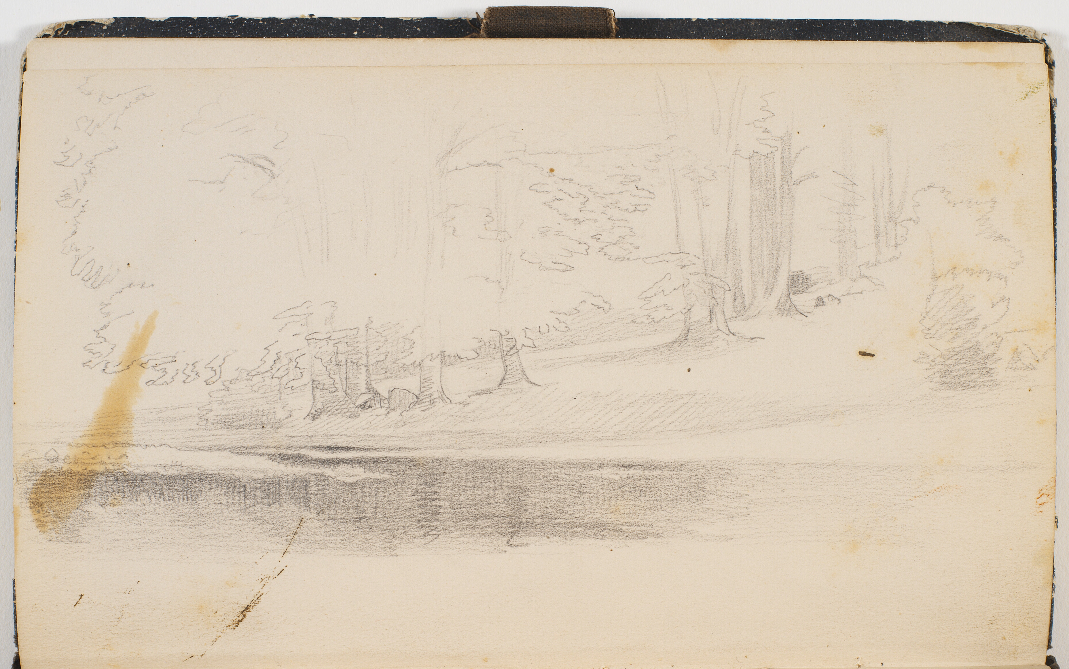 Skovsø. På bredden ses stammerne af store træer